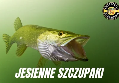 Jesienne Szczupaki